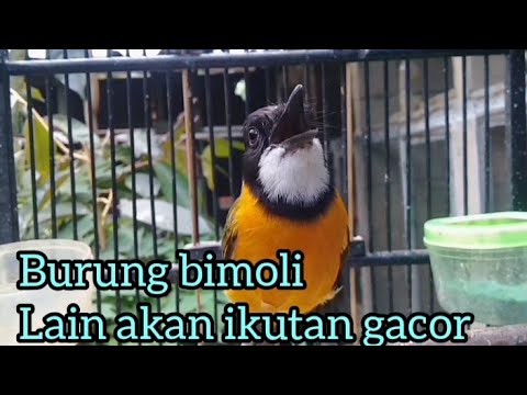 Ampuh untuk bisa membuat gacor burung bimoli lain dan cocok buat masteran