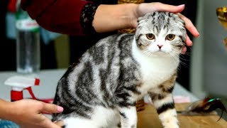 Шотландская Вислоухая Кошка КРАСАВИЦА - ВЫСТАВКА | ПОРОДЫ КОШЕК Шотландская Вислоухая Кошка КРАСАВИЦА - ВЫСТАВКА | ПОРОДЫ КОШЕК