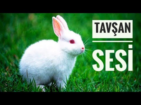 Tavşan Sesi