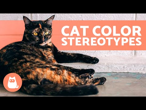 CAT PERSONALITY According to Their COAT COLOR 🐱 | 8 Personality Types