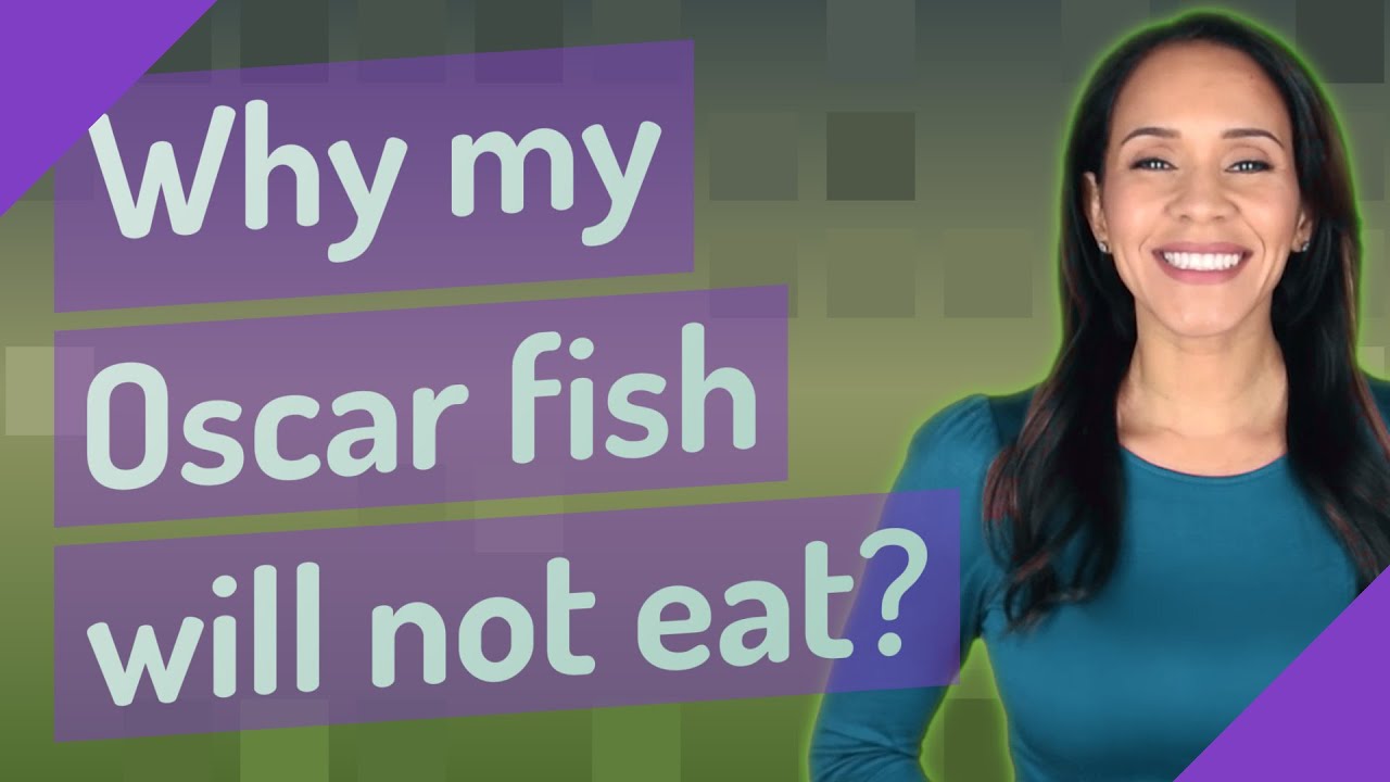 Why my Oscar fish will not eat? YouTube
