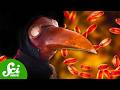 7 Deadly Epidemics You Didn T Know Existed 