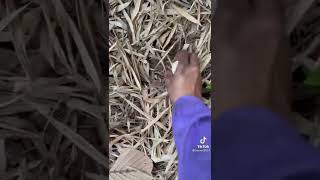 Spgjoker.uwallet.link