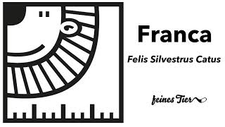 Franca - Felis Silvestrus Catus Feines Tier 009