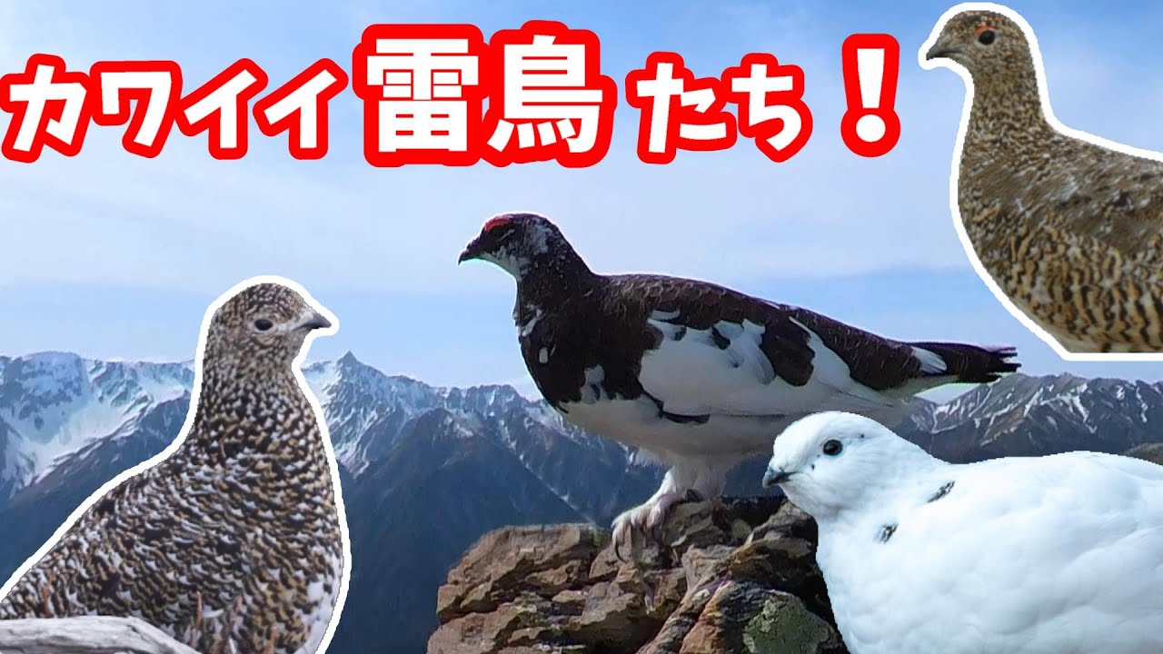 出会った雷鳥さんたち特集！ - YouTube