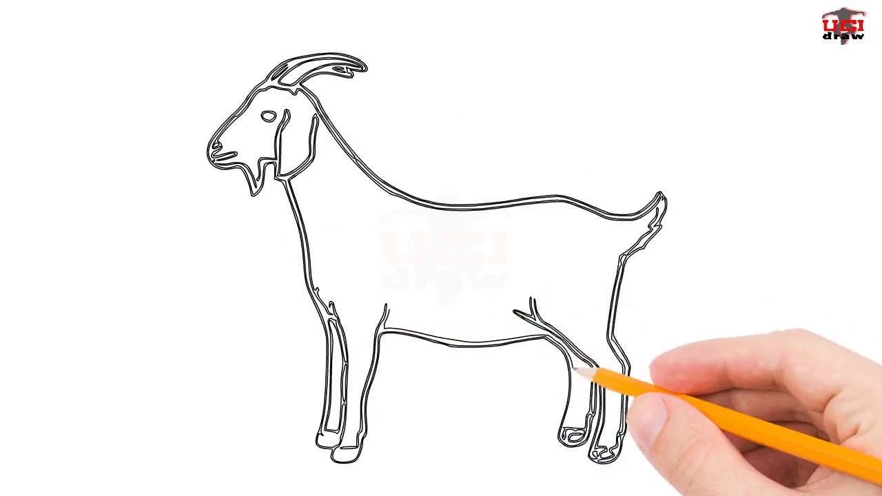 How To Draw A Goat Step By Step