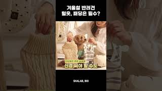 겨울철 반려견 털옷 필요할까? #강아지  #반려동물 #반려견 #동물