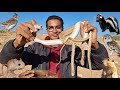 الحياة البرية في السلوم الجزء الأول