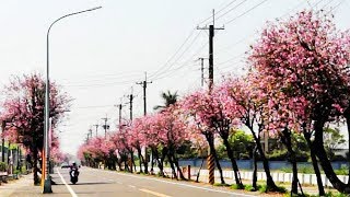 2019土庫鎮櫻花季-2公里印度櫻花大道，330馬光國中浪漫登場 ... 