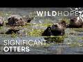 Hungry Hungry Sea Otters The Big Appetites Saving Coastlines WILD HOPE Hungry Hungry Sea Otters The Big Appetites Saving Coastlines WILD HOPE