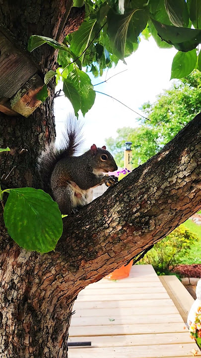 Skippy, our squirrel! #wildlife #pets