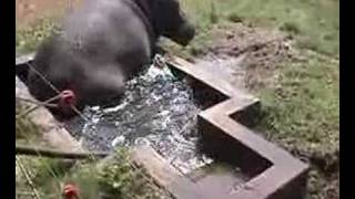 Coolest Hippo!