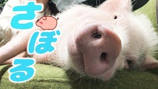 ミニブタたちがただサボってる動画