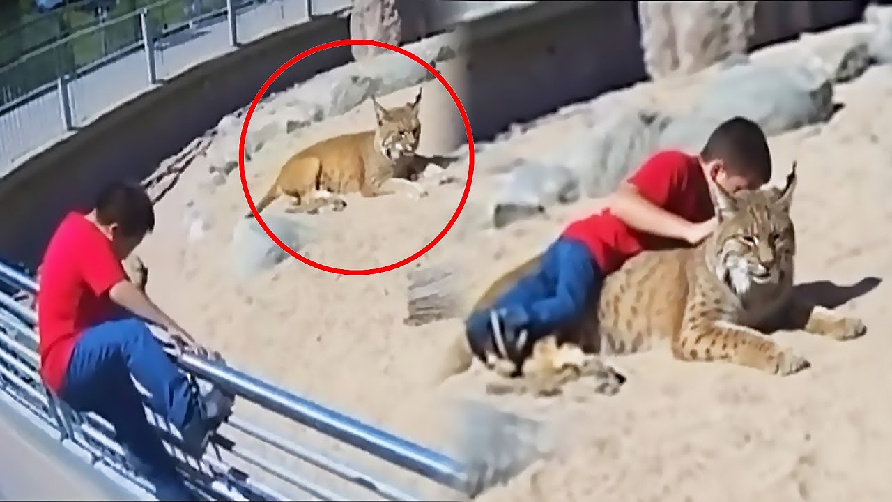 Boy Climbed Into a Bobcat Enclosure — What Happened Next SHOCKED Everyone!