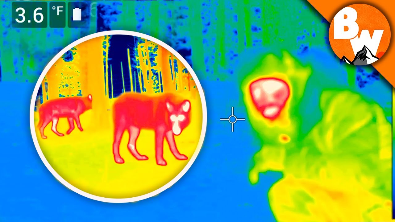 Download CRAZY! Coyote Catches THERMAL WOLVES!