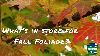 What s In Store For Fall Foliage