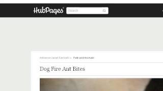 Symptoms Of Fire Ant Bites On A Dog