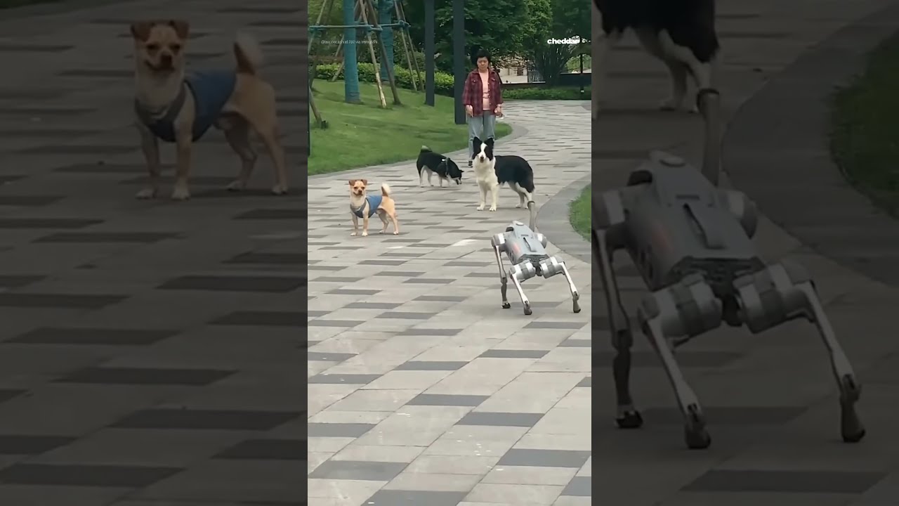 Watch Real Dogs Meet A Robot Dog