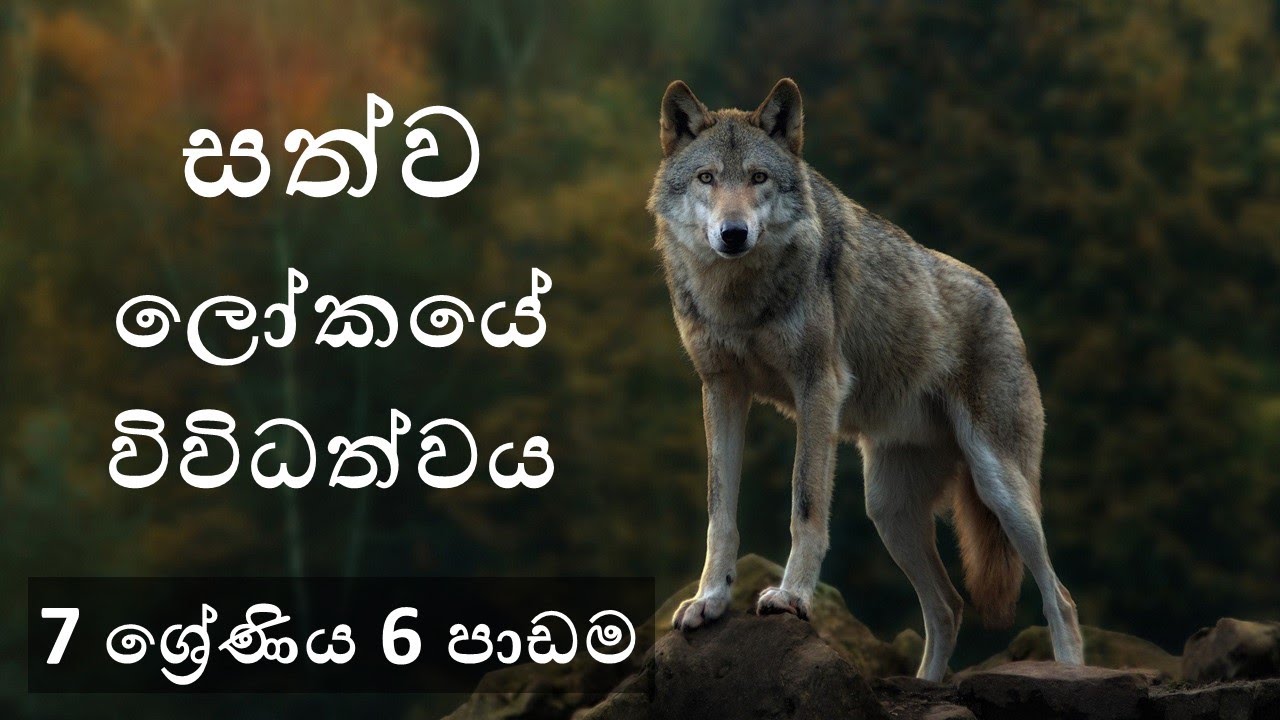 Grade 7 Science 6th lesson - සත්ත්ව විවිධත්වය | Animal Diversity | 7 වසර විද්‍යාව Science in Sinhala