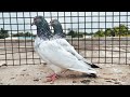 Top quality💥Rampuri & Andhra line🔥 Highflyers Breeding pairs for sales Location Nellore📍9398250153