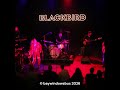 Blackbird merel koman blackbird music stay or go #short 1