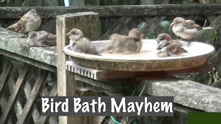 Bird bath mayhem