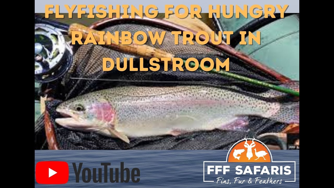 Fly fishing for rainbow trout in the Dullstroom area dullstroom 