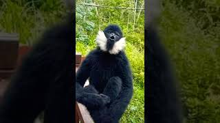 اصوات القرود عواء أسود تشمل القرود الصوفيةوالقرود العنكبوتية وقرود الكبوشي وقرودالعواء وقرود السنجاب