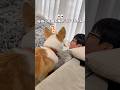 感情か忙しいなっちゃん😂興味と怖いと甘えん坊が入り混じってる#コーギー #corgi #dog #コーギー 多頭飼い #犬のいる暮らし