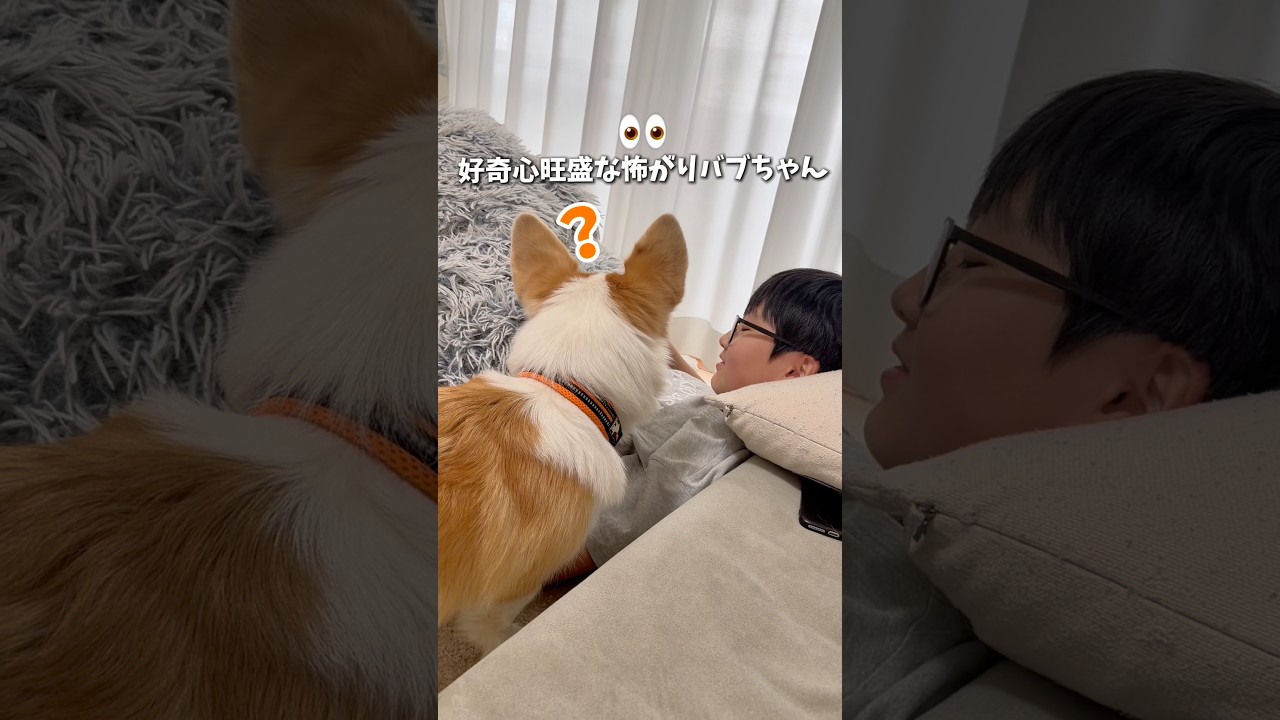 感情か忙しいなっちゃん😂興味と怖いと甘えん坊が入り混じってる#コーギー #corgi #dog #コーギー 多頭飼い #犬のいる暮らし