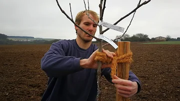 Wie wird ein Baum angebunden?