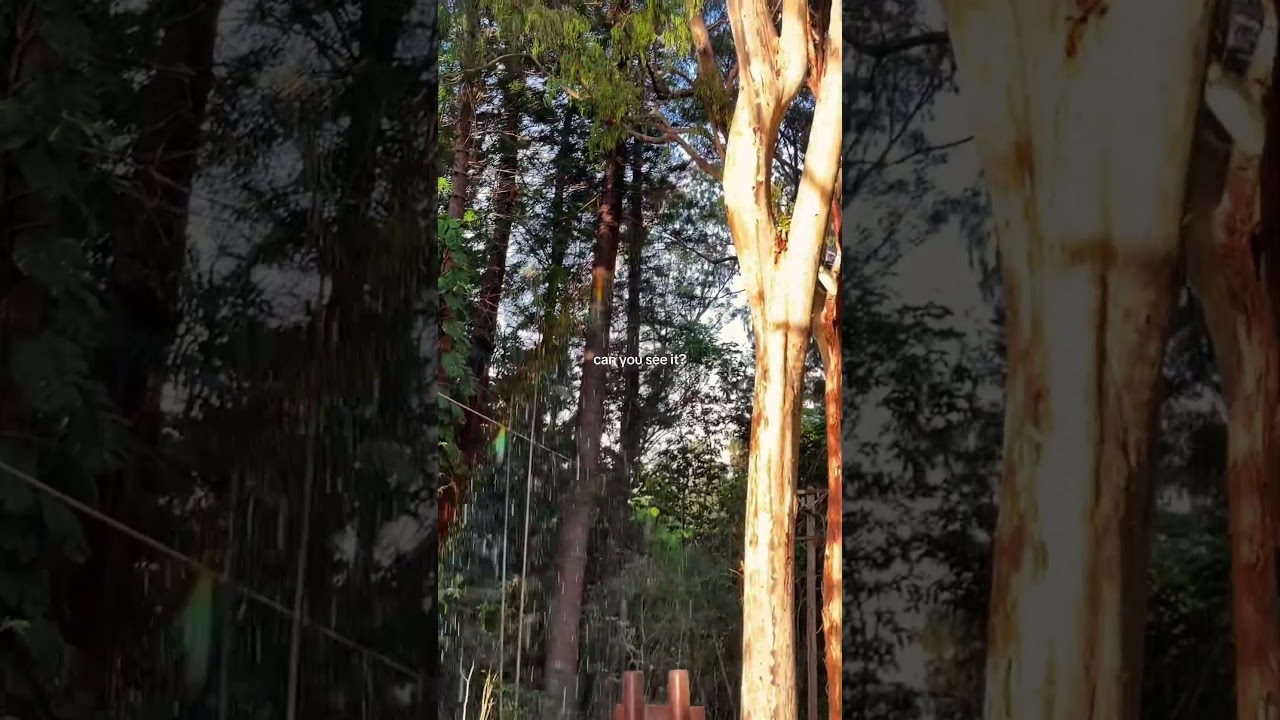 can you see it? 🌈🧚 