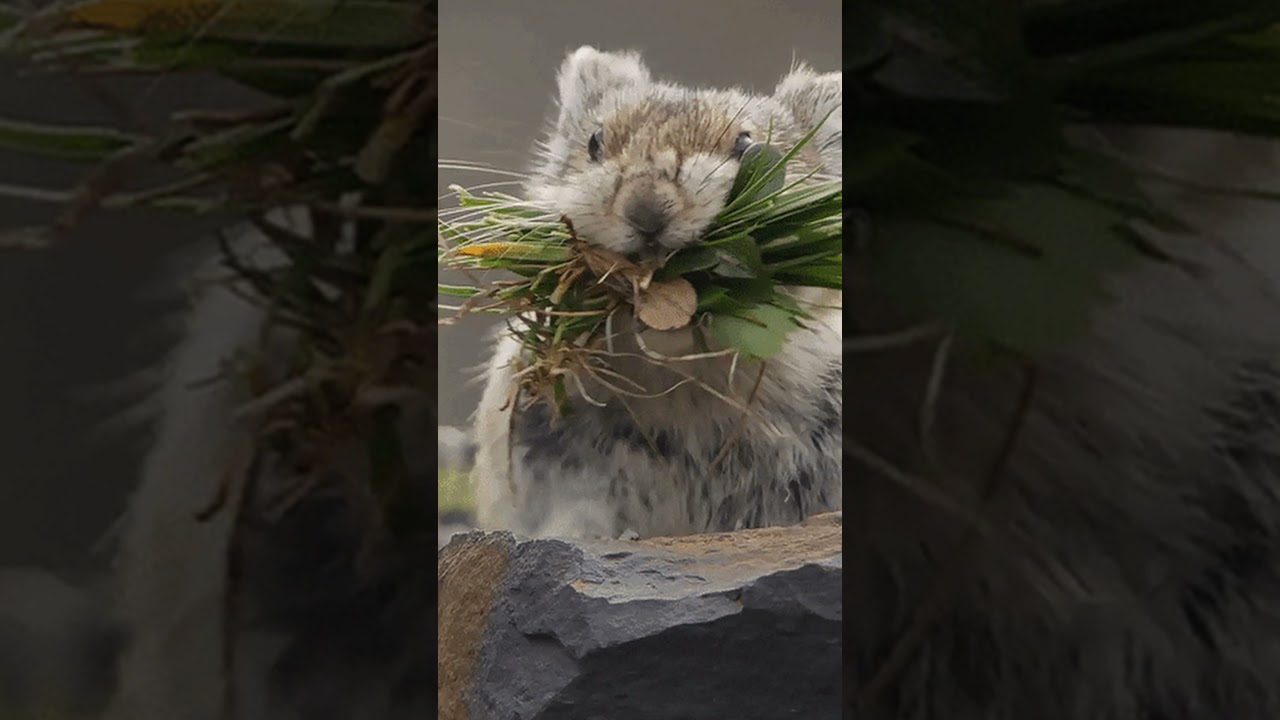 Meet the Pika a pint-sized marvel! 