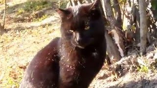 公園の野良黒猫が人懐っこ過ぎる