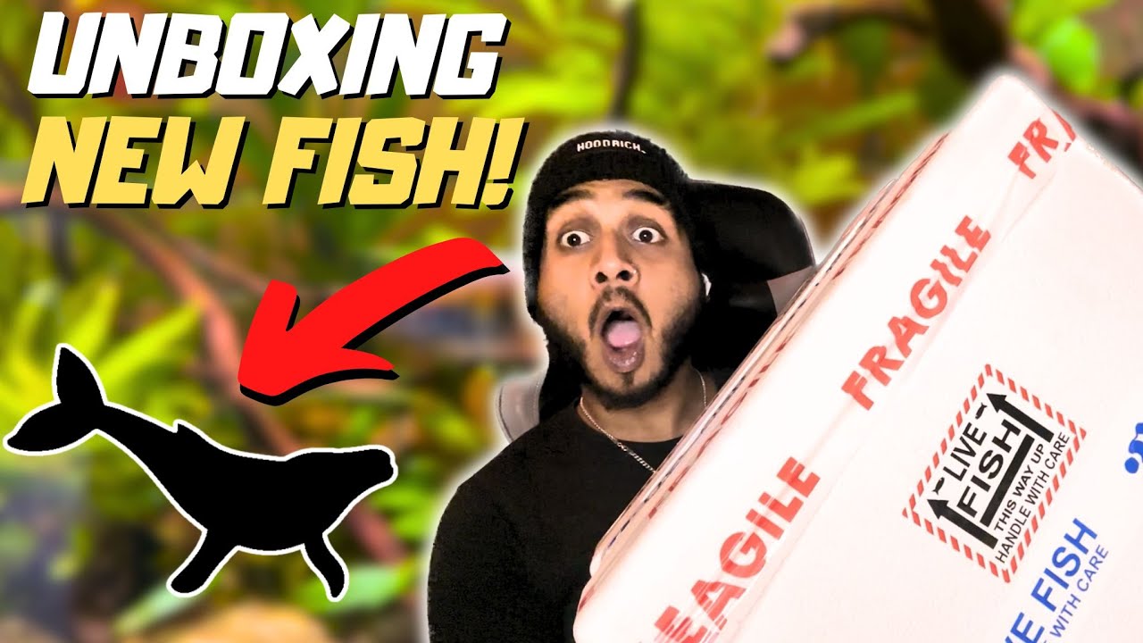 Best Online Fish Store ?! Sims Tropical Unboxing ! YouTube