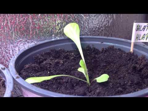 Video: Môžete dopestovať šalát – Ako pestovať šalát z pňa vo vode