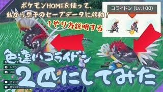 片方のソフトしかない人必見！色違いコライドン・ミライドンを両方