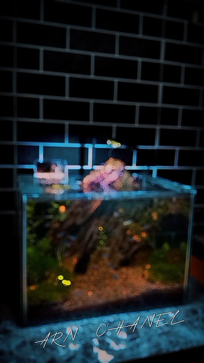 Story buat kamu 2025 | #stories #storywa #storytime #aquascape #home #aquarium #membuataquascape