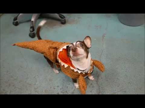 Cinnamon - A1103854 - Brooklyn ACC camera iphone 8 plus apk