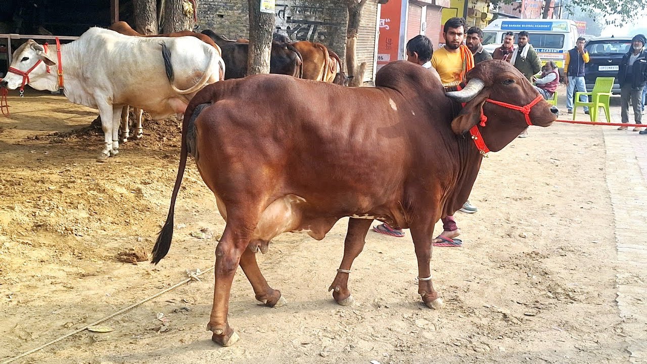 👌 लखनऊ में टाॅप साहीवाल , गिर व क्रास ब्रीड गाय उपलब्ध बिक्री के लिए  | bhanu dairy farm | cow