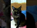 chantilly-tiffany cat | Кішка породи шантильї-тіффані