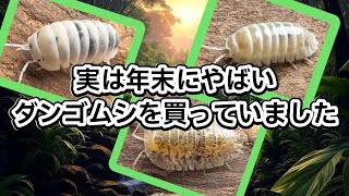 日本初上陸のやばいダンゴムシを購入していました…