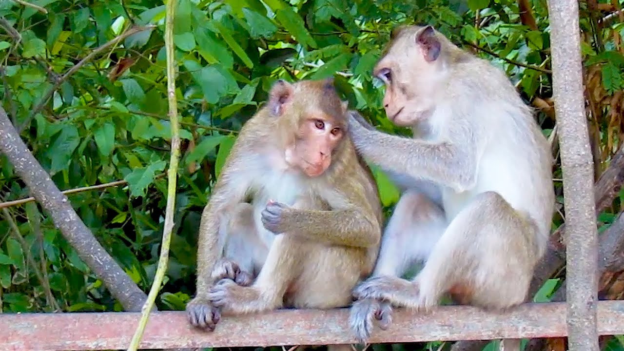 Monkey so sweeties find and eat lice each other look funny - YouTube