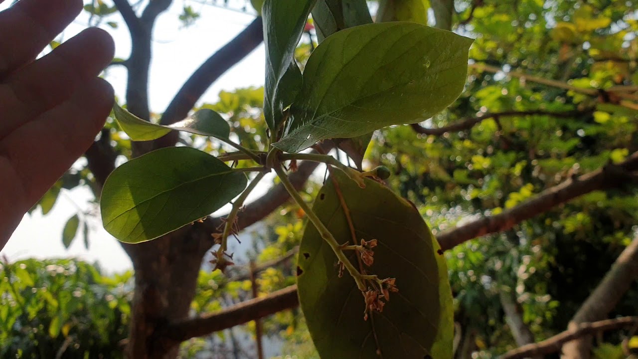 อะโวคาโด้ vlog ep.46 ต้นพันธุ์บัคคาเนี่ยเริ่มติดลูกรอบปี 2563