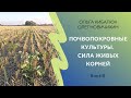 Выращивание почвопокровных культуры. Живые корни | Ольга Кибалюк (Томашова), Олег Новичихин