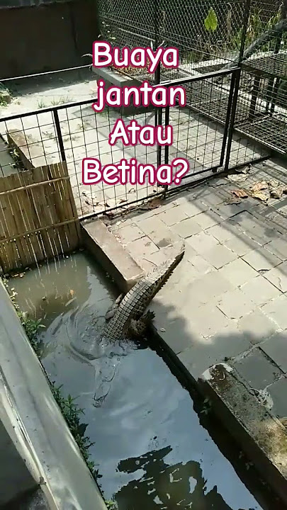 Buaya BETINA lebih parah!