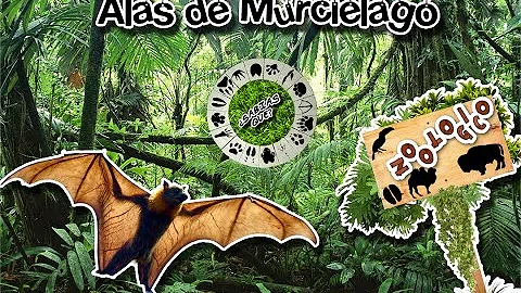 ¿Cómo es el ala del murciélago?