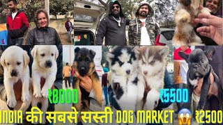 Karnal Haryana में लगी बहुत बड़ी Dogs Market 😱😱देखिए कौन कौन से Dog है 🐶🐶 Bhola Shola is live