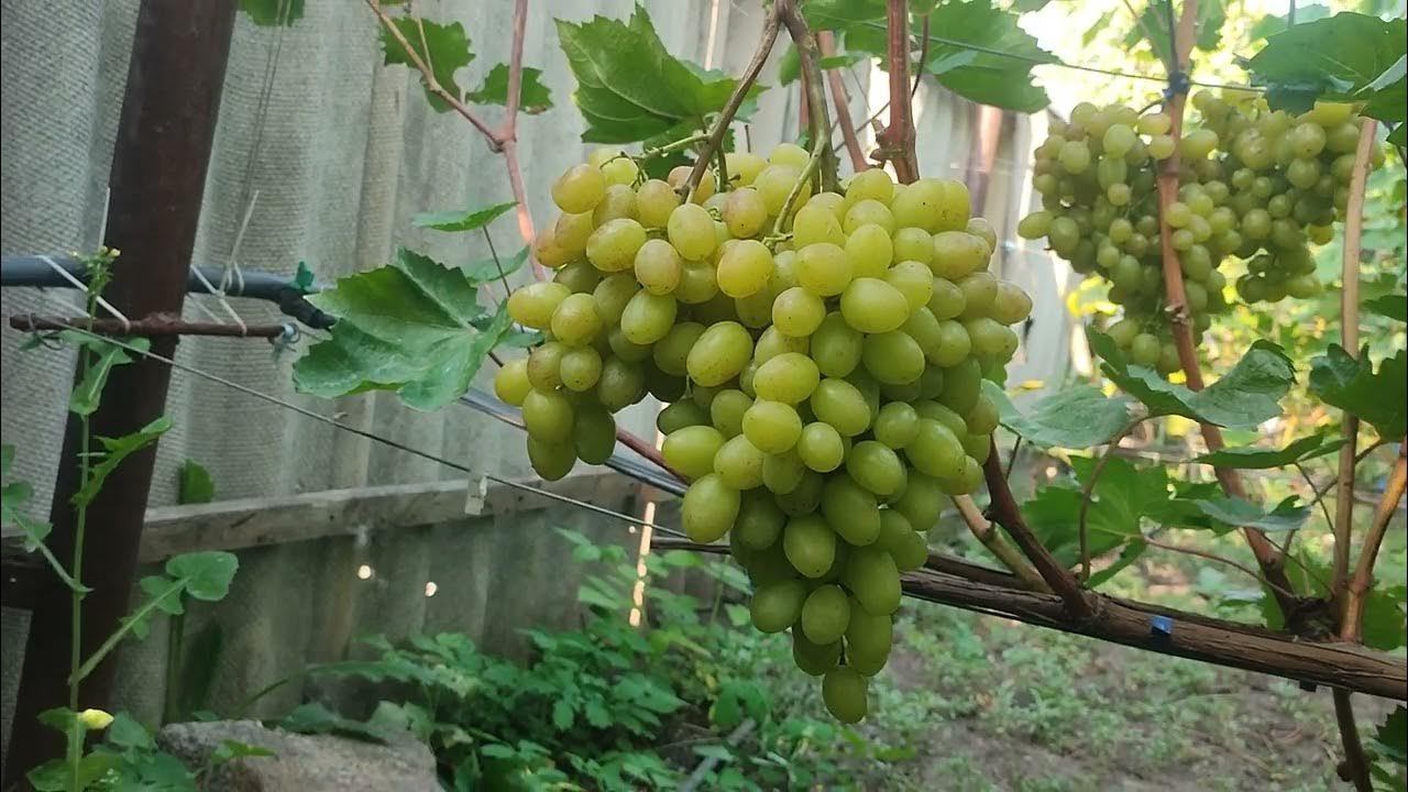 Виноград 'Чименти Глоб', виноград 'Chimenti Globe', виноград 'Чименти Глоуб', Vi