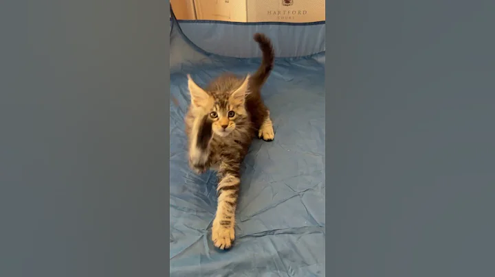 Video 10414781: mainecoonkitten mainecoonlovers, mainecoons mainecoonkitten, silver male maine coon, maine coon black silver